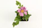 Anemone hyb. 'Pamina'