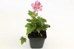 Anemone hyb. 'Pamina'