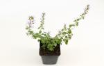 Calamintha n. nepeta