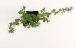Calamintha n. nepeta