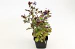 Ceratostigma plumbaginoides