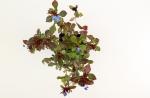 Ceratostigma plumbaginoides