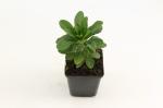 Euphorbia amygdal. robbiae