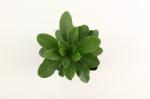 Euphorbia amygdal. robbiae