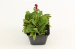 Persicaria aff. 'Darjeeling Red'