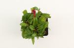 Persicaria aff. 'Darjeeling Red'