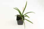 Liriope muscari 'Monroe White'