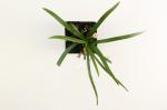 Liriope muscari 'Monroe White'