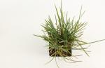 Sesleria nitida