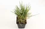 Sesleria nitida