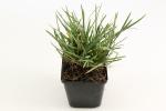 Sesleria heufleriana