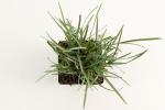 Sesleria heufleriana