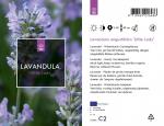Lavandula ang. Little Lady