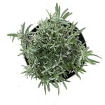 Lavandula ang. Little Lady