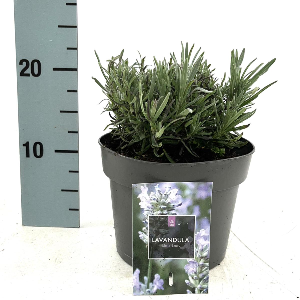 Lavandula ang. Little Lady
