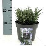 Lavandula ang. Little Lady