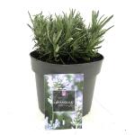 Lavandula ang. Little Lady