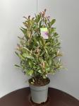 Photinia fraseri Pink Marble