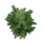 Picea gl. Perfecta