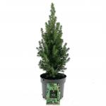 Picea gl. Perfecta