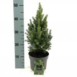 Picea gl. Perfecta