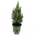 Picea gl. Perfecta
