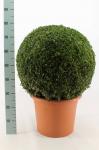 Buxus sempervirens, bol