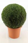 Buxus sempervirens, bol