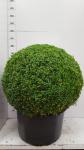 Buxus sempervirens arborescens