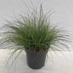 Miscanthus sin. 'Adagio'