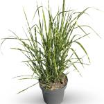 Miscanthus sin. 'Strictus'