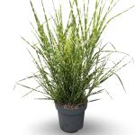 Miscanthus sin. 'Strictus'