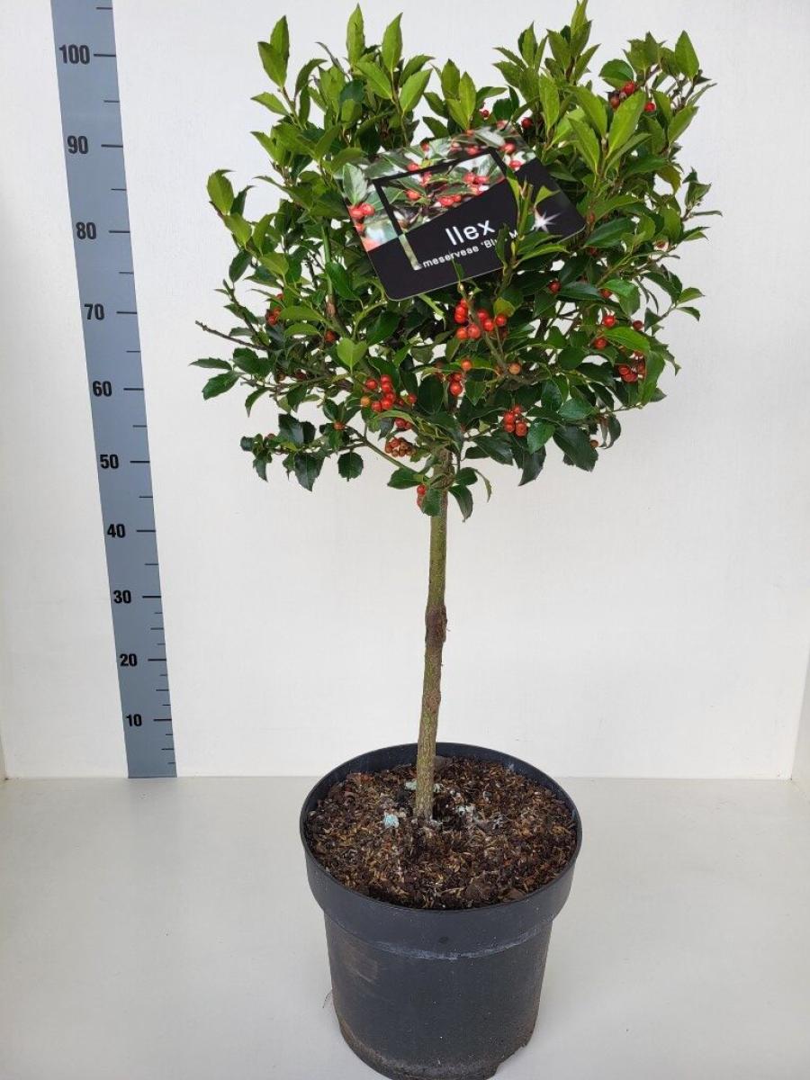 Ilex meserv. Blue Maid, bol