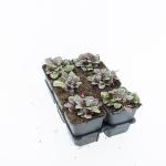 Ajuga reptans 'Burgundy Glow'