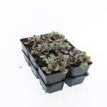 Ajuga reptans 'Burgundy Glow'