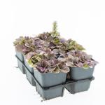 Ajuga reptans 'Burgundy Glow'