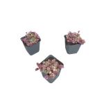Ajuga reptans 'Burgundy Glow'
