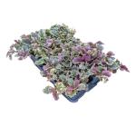 Ajuga reptans 'Burgundy Glow'