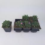 Erodium variabile 'Bishop's Form'