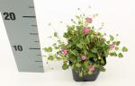 Erodium variabile 'Bishop's Form'
