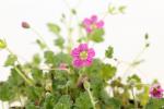 Erodium variabile 'Bishop's Form'