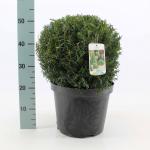 Taxus baccata, bol
