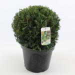 Taxus baccata, bol