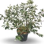 Exochorda racem. 'Niagara'