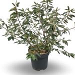 Exochorda racem. 'Niagara'