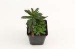 Euphorbia amygdal. 'Purpurea'