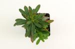 Euphorbia amygdal. 'Purpurea'