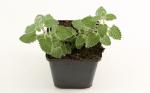 Nepeta 'Six Hills Giant'