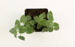 Nepeta 'Six Hills Giant'