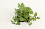 Nepeta 'Walker's Low'